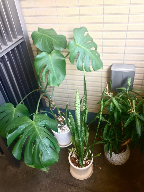 h-3-ベランダの植物.jpg